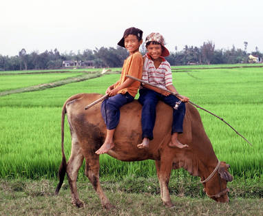 kids_on_cow__vietnam