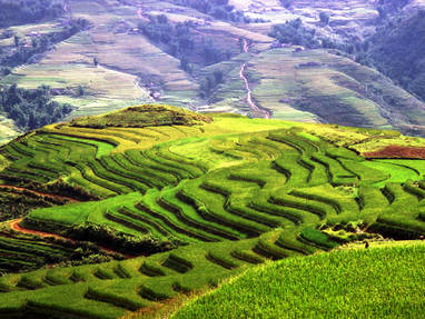 Rice_terraces_Sapa