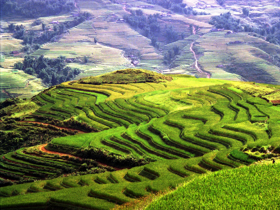 Rice_terraces_Sapa