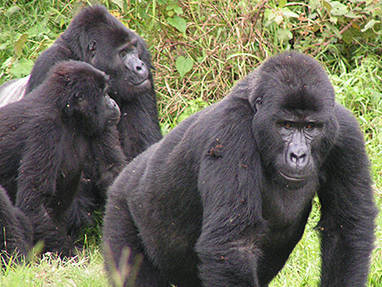 Bwindi Impenetrable Forest | gorilla | door Leslie Wolting