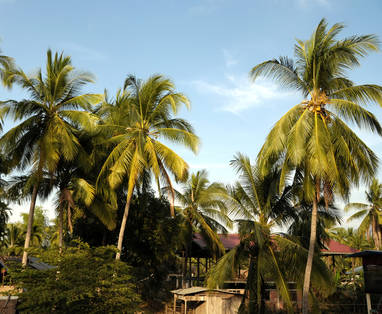 Palmbomen op een rij in Don Det, het zuiden van Laos.
