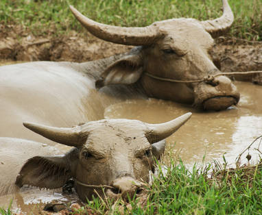 AA_water_buffaloes