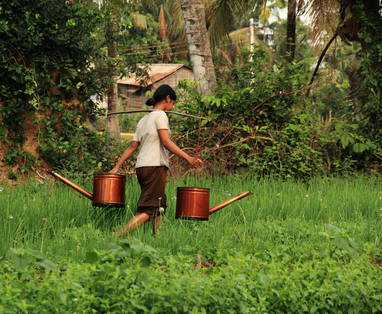 Een lokale vrouw met twee gieters in haar handen, lopend door groen gras in de rijstvelden van Cambodja.