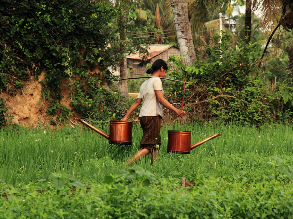 Een lokale vrouw met twee gieters in haar handen, lopend door groen gras in de rijstvelden van Cambodja. 
