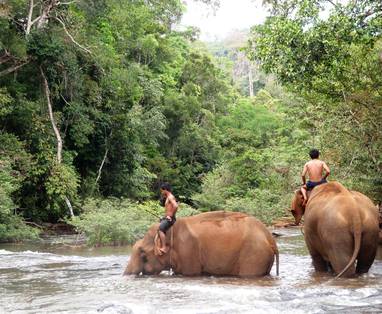 AA_elephants_at_Moldulkiri