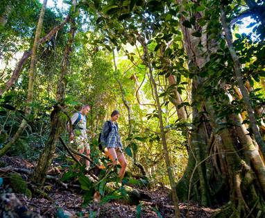 Lamington_National_Park