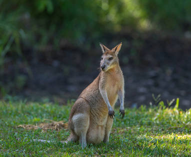 Thala_Beach_Nature_Reserve_2016__119