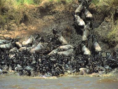 masai_mara__migratie