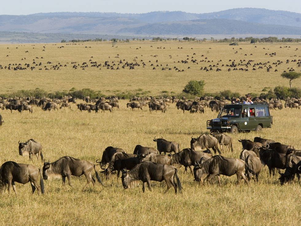 De wildebeest migratie in de Serengeti in Tanzania met een jeep die een safaritocht maakt.