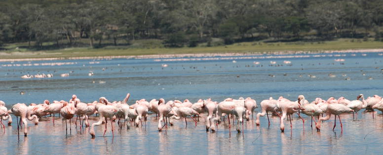 lake naivasha