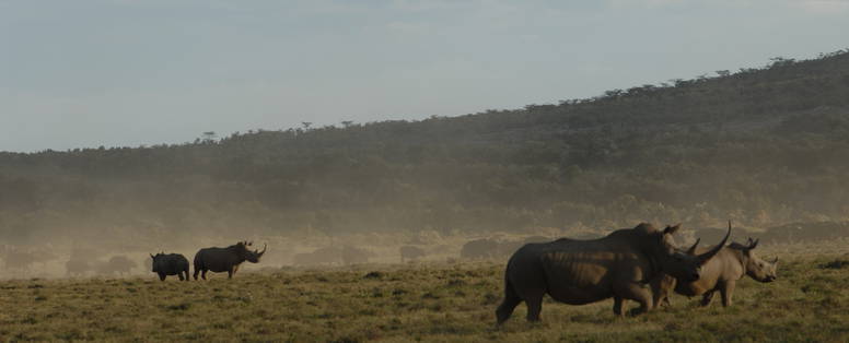 MB_DSC_0555_Naivasha_-_Oserengoni_Wildlife