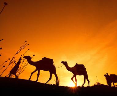 kamelen safari in kenia