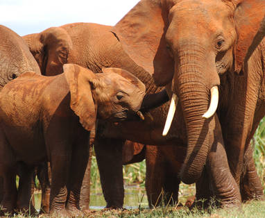 Tsavo_Red_Elephants