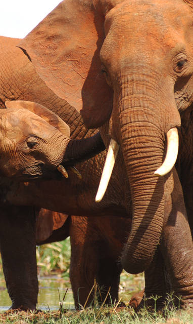 Tsavo_Red_Elephants