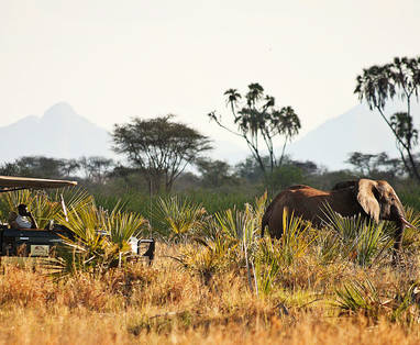 C_P_Elsas_kopje_meru_game_drive