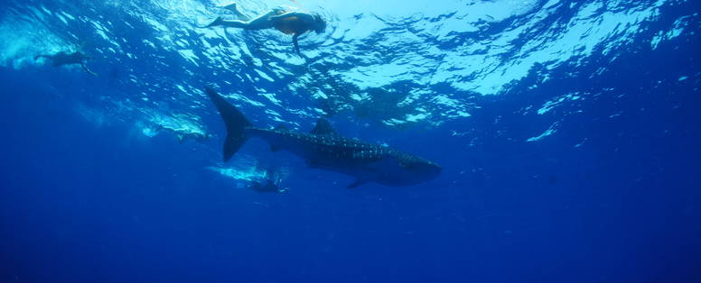 KTB_snorkelling_whale_sharks