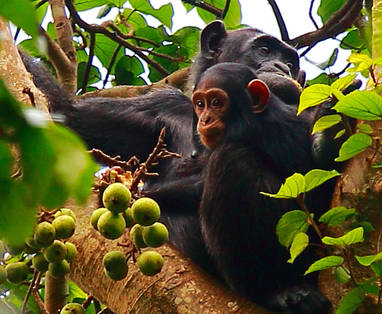 AA-HW2A9818_Kibale_Chimps