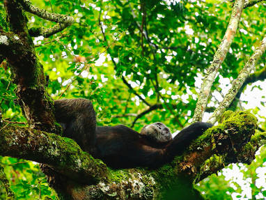 AA-HW2A9689_Kibale_Chimps