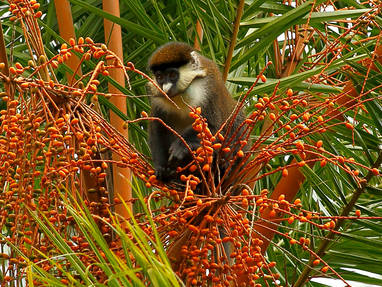 AA-HW2A9890_Kibale_Roodstaartmeerkat