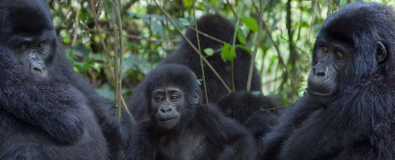 bwindi