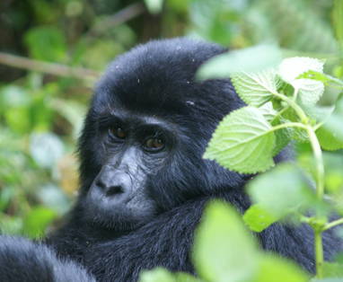 DSC05385-_Gorilla_2