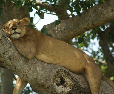 DSC06481-_tree_climbing_lions_Isasha