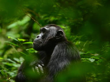 Chimps_(1)