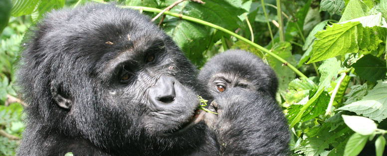 M_Gorilla_Habinyanja_mother_and_baby