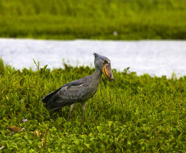 Wildplaces_ShoeBill2