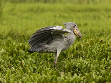 Wildplaces_ShoeBill4