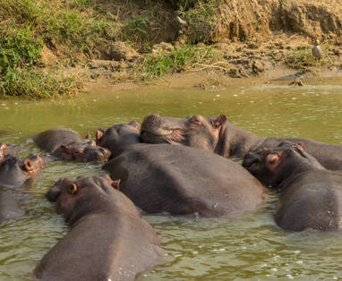 IMG_6261_hippo