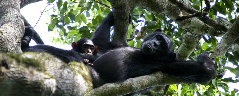 Wildplaces_NWRChimps