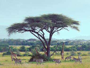 Een vegetatierijk en wildrijk Singita Grumeti Reserve in de Serengeti.
