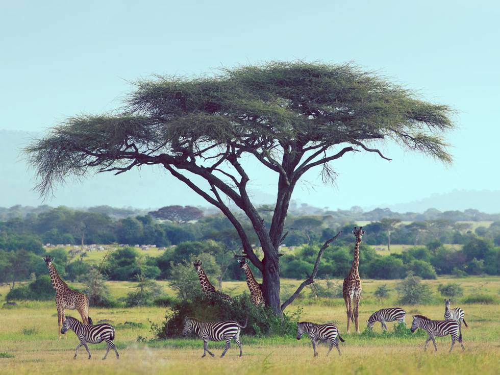 Een vegetatierijk en wildrijk Singita Grumeti Reserve in de Serengeti.