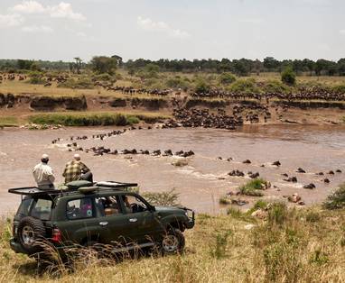 Grootste zoogdieren migratie in serengeti
