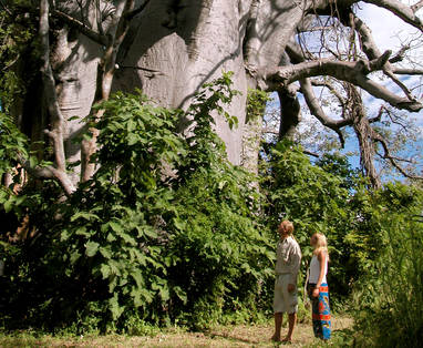 N_Nkwichi_Lodge_-_Baobab_tree_walks