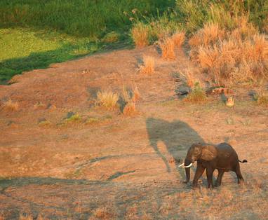 Z_Gorongosa_-_Elephant