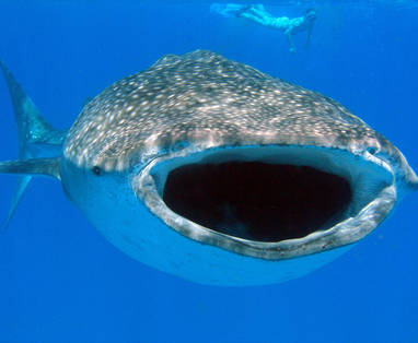 General_Tofo_-_Diversity_Scuba_Whaleshark