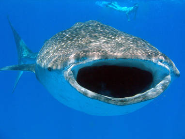 General_Tofo_-_Diversity_Scuba_Whaleshark