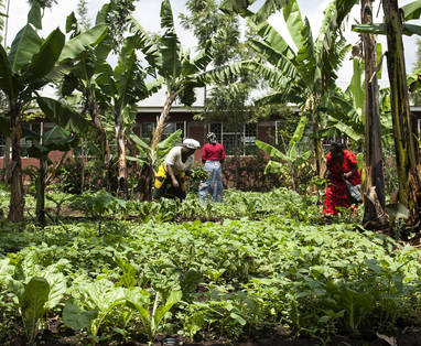 Koffieplantage in Arusha, Tanzania