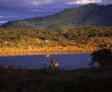 Giraffe in Arusha NP, Tanzania