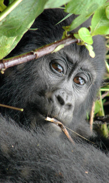 Wildplaces_Bwindi_Impenetrable_Forest_(2)