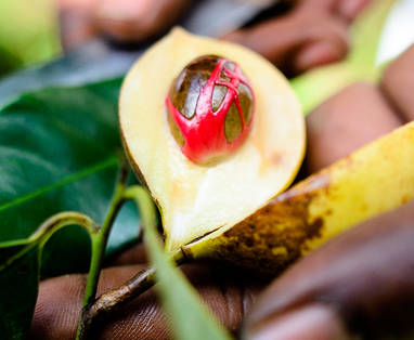 Matemwe-Zanzibar-Spice-tour-Aadrian-Loue-LR