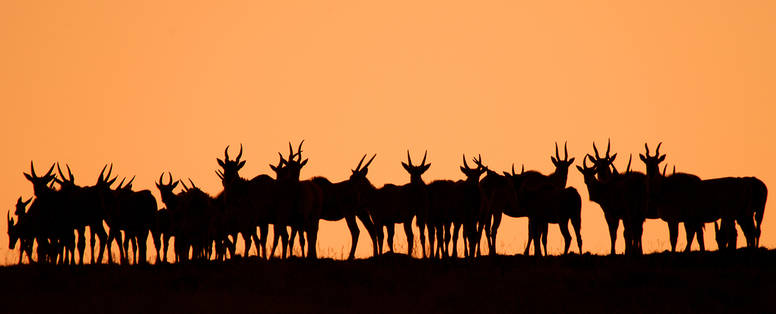 Een tiental aan antilopen waarvan je de zwarte schaduwen ziet tegenover een oranje lucht. 