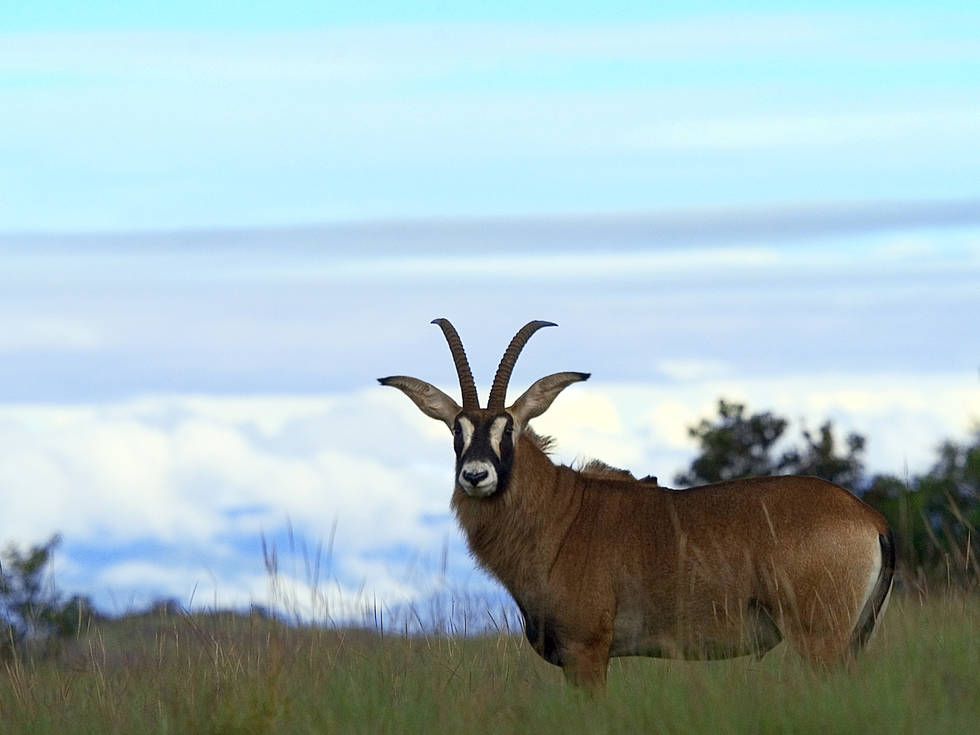 Een Antilope op een hoge berg in het noorden van Malawi.