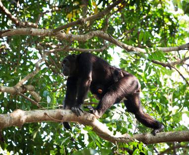 chimpansee bij Greystoke Mahale in Tanzania