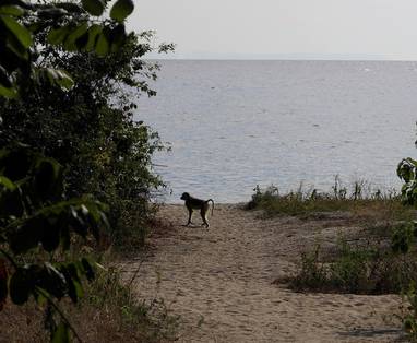 Baviaan op het strand bij Mahale National Park