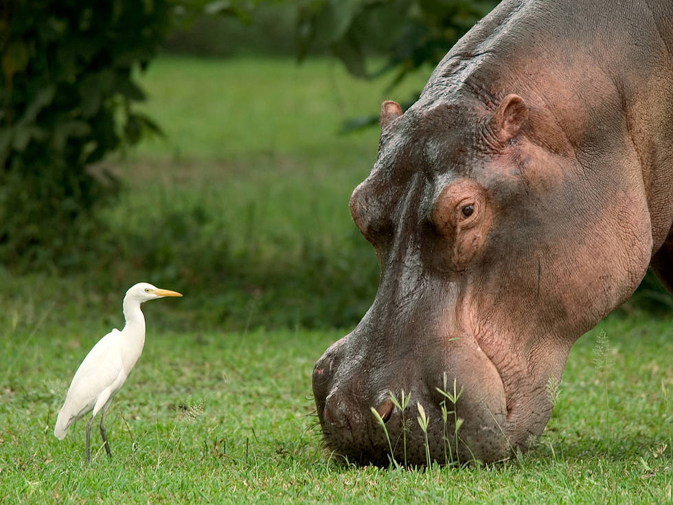Een nijlpaard die oog in oog staat met een witte reiger in het Liwonde National Park in Malawi.