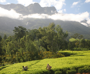 Z_Mt_Mulanje_IMG_0998