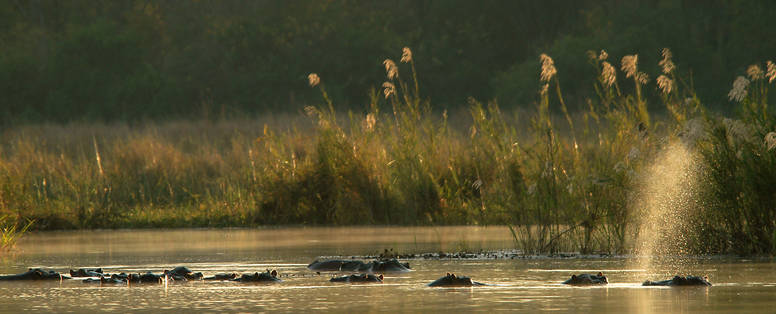 Z_nijlpaarden_in_Liwonde